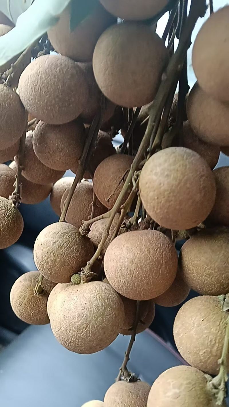 龙眼