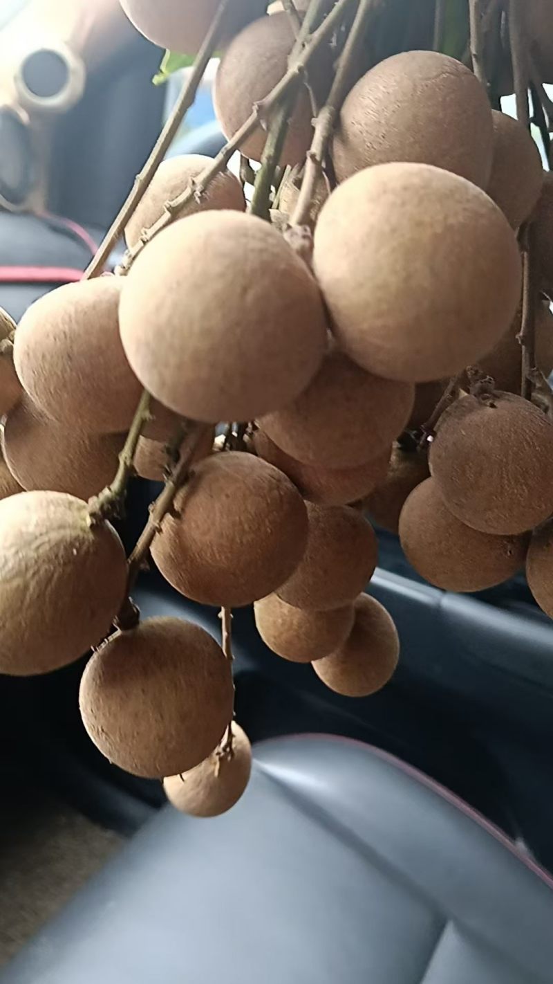 龙眼