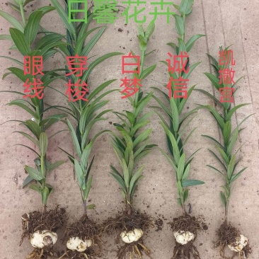 百合种子