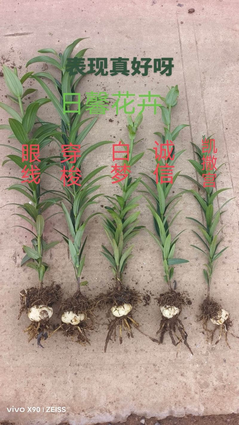 百合种子