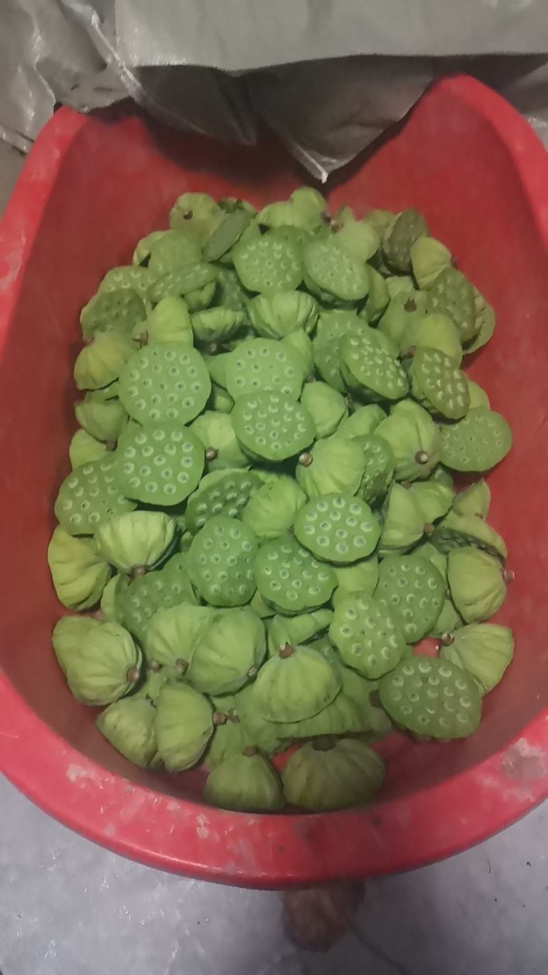 莲蓬普货