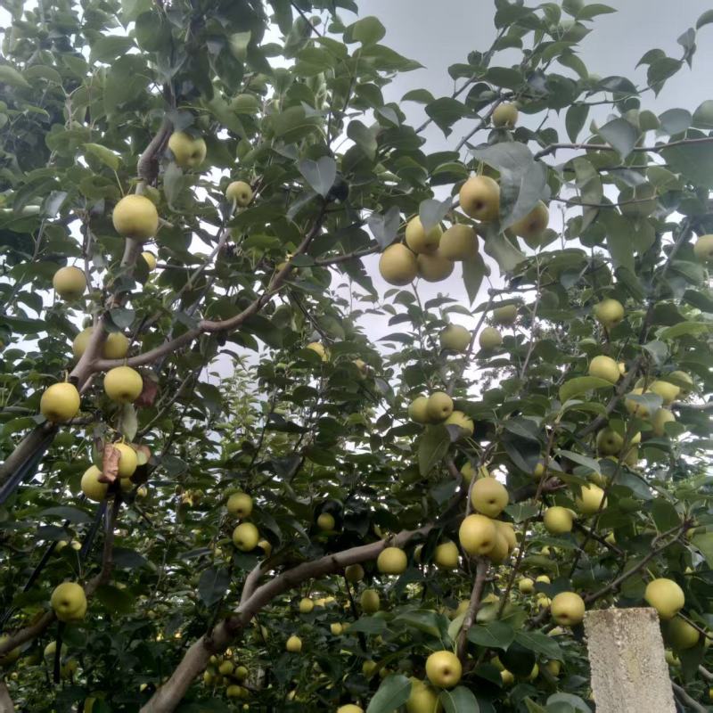 梨小红梨
