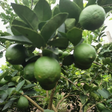 柠檬