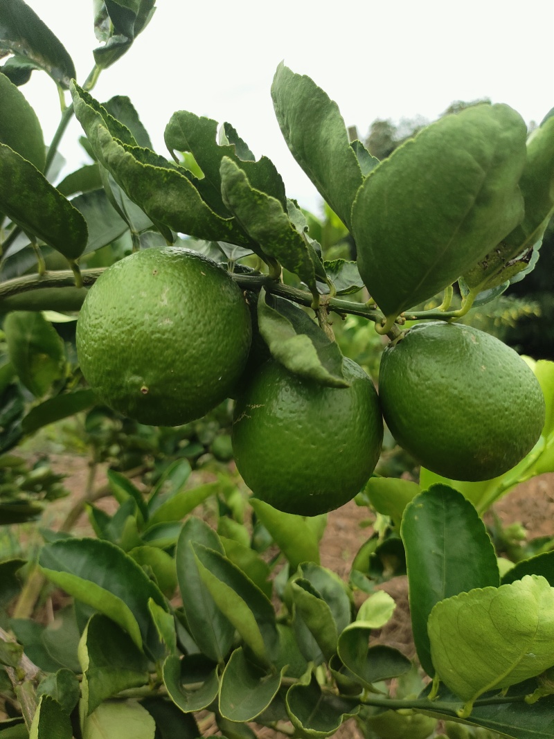 柠檬