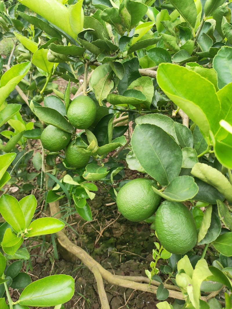 柠檬