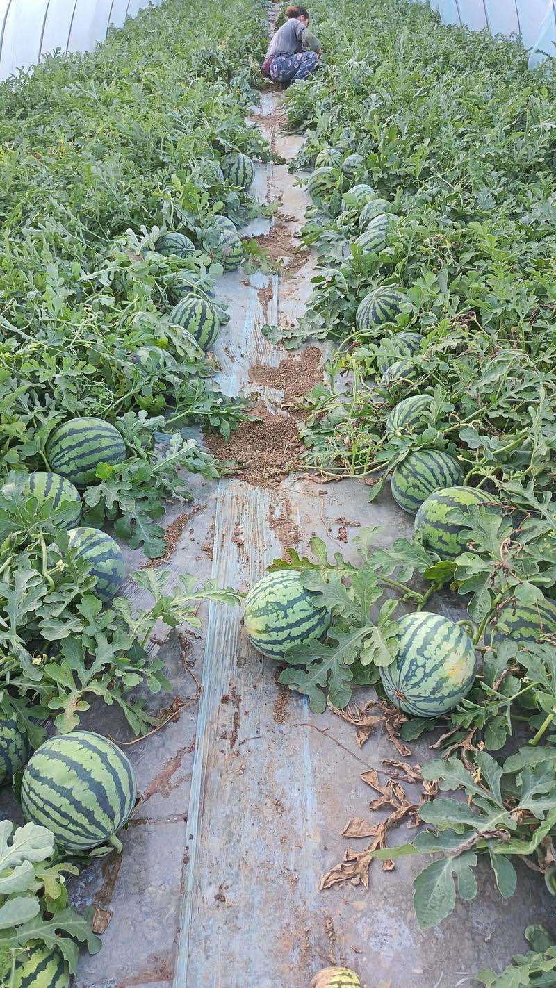 麒麟西瓜每个6-10斤