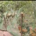 活鸡活鸡10元/斤，自提；宰杀19元/斤，含运费