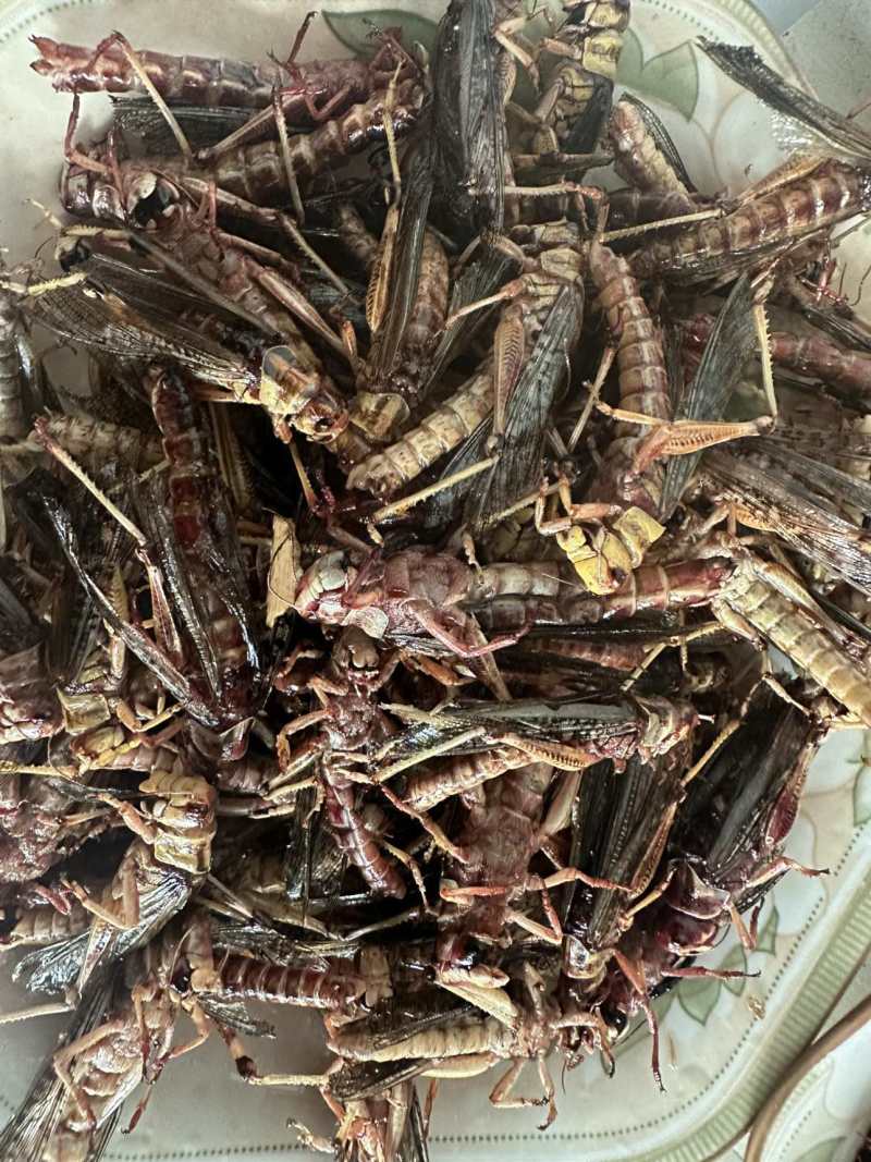 蝗虫