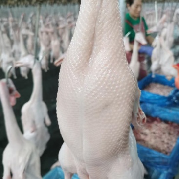 活鸭纯干货,大鸭/小鸭两种