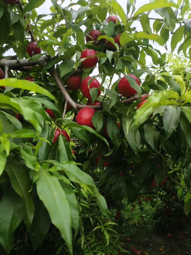 油桃5.6两以上大油桃