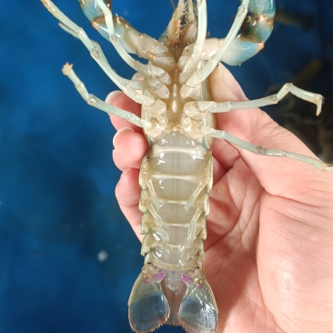 龙虾789钱小虾30-40元/斤;1-1.5两中虾40