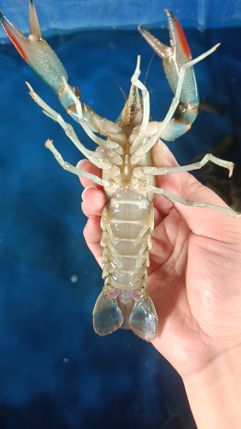 龙虾789钱小虾30-40元/斤;1-1.5两中虾40