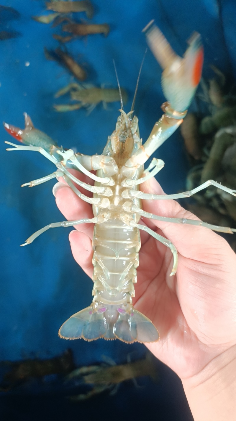 龙虾789钱小虾30-40元/斤;1-1.5两中虾40