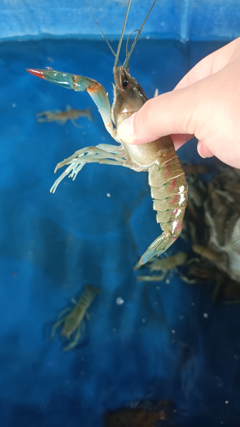龙虾789钱小虾30-40元/斤;1-1.5两中虾40