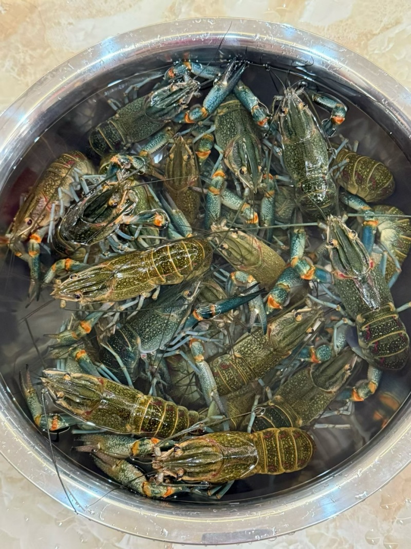 龙虾789钱小虾30-40元/斤;1-1.5两中虾40