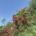 花椒