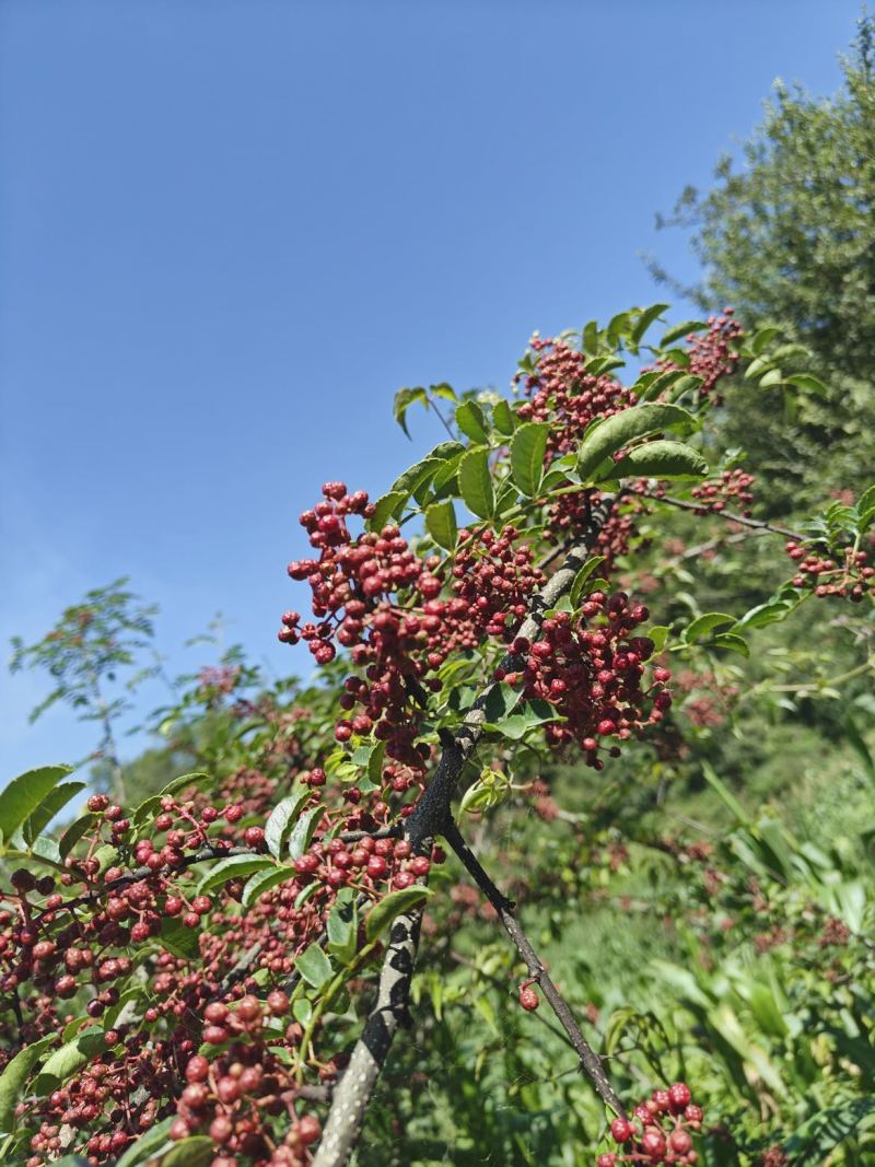 花椒