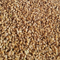 小麦毛粮