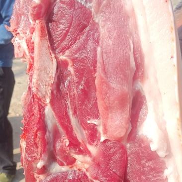 土猪肉整头拿货