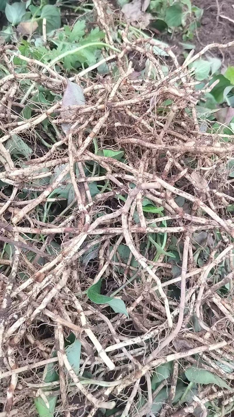 鱼腥草未清洗