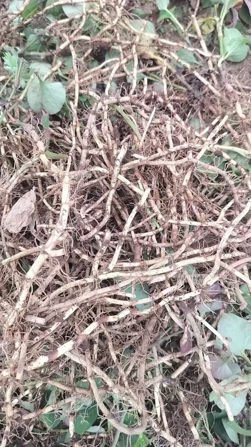 鱼腥草未清洗