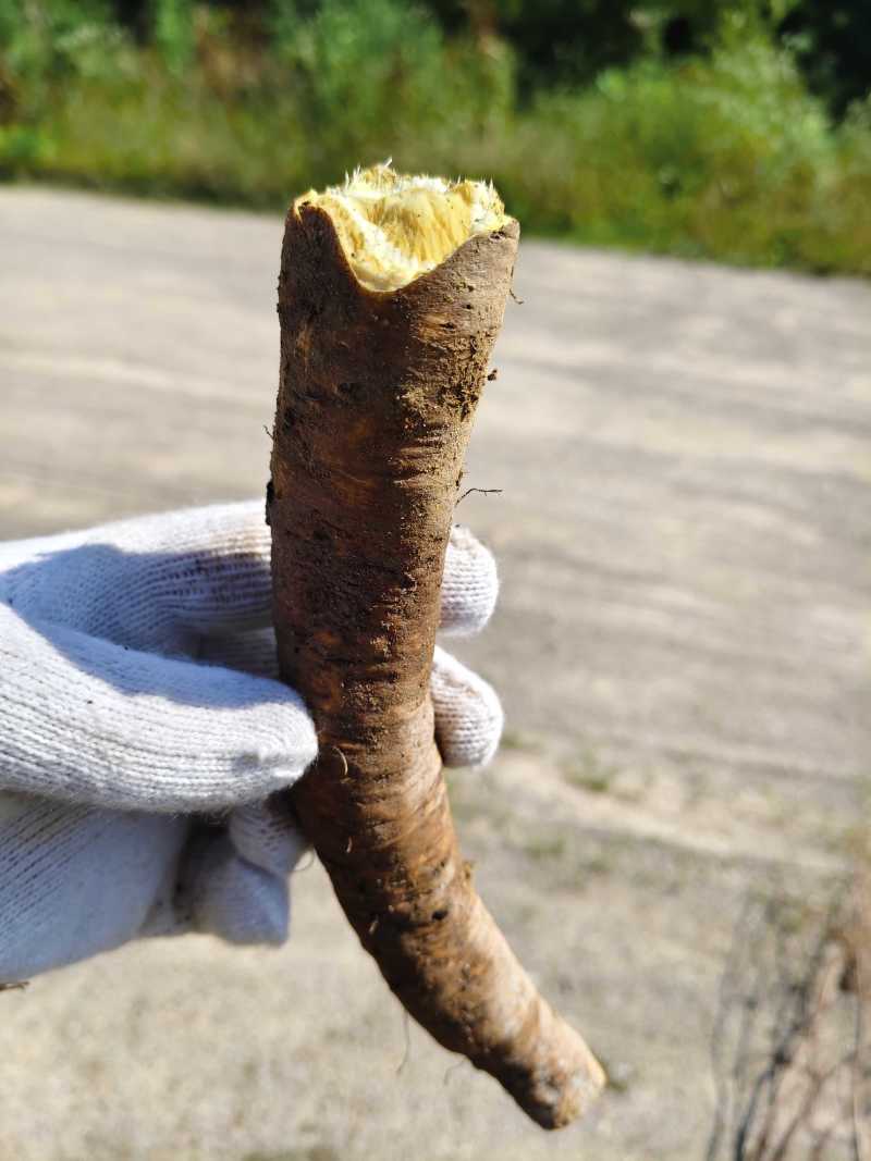 土大黄