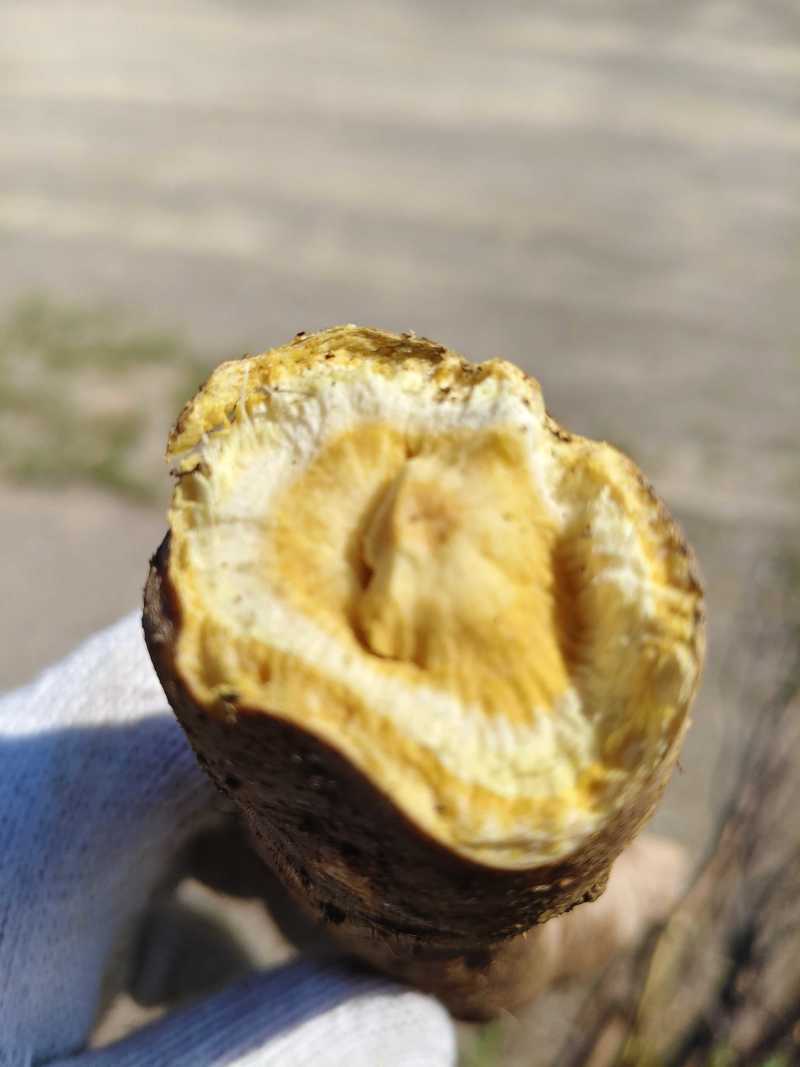 土大黄