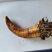 土大黄