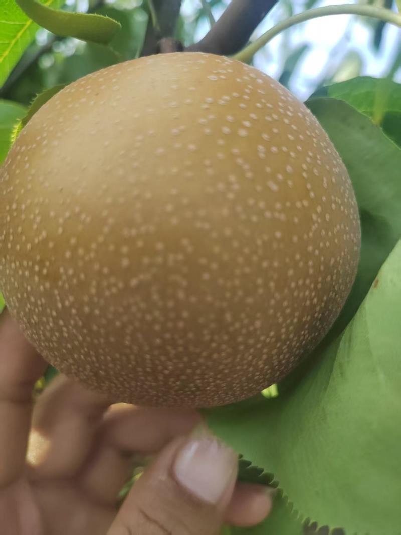 圆黄梨四两起步