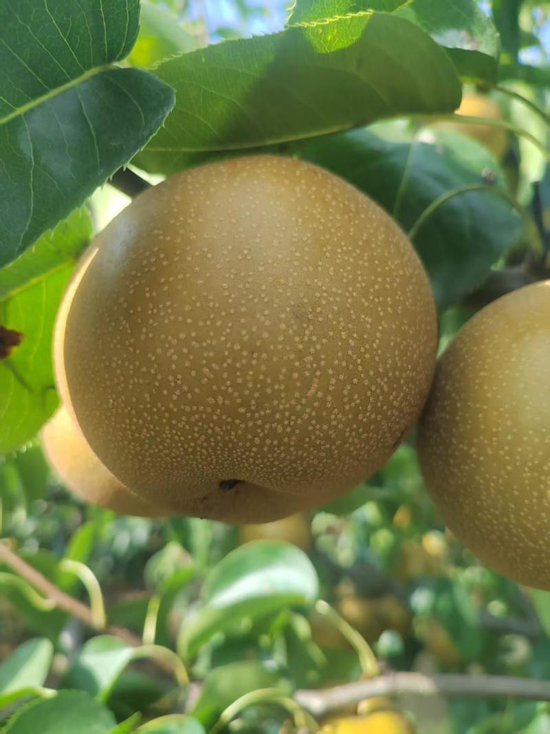 圆黄梨四两起步