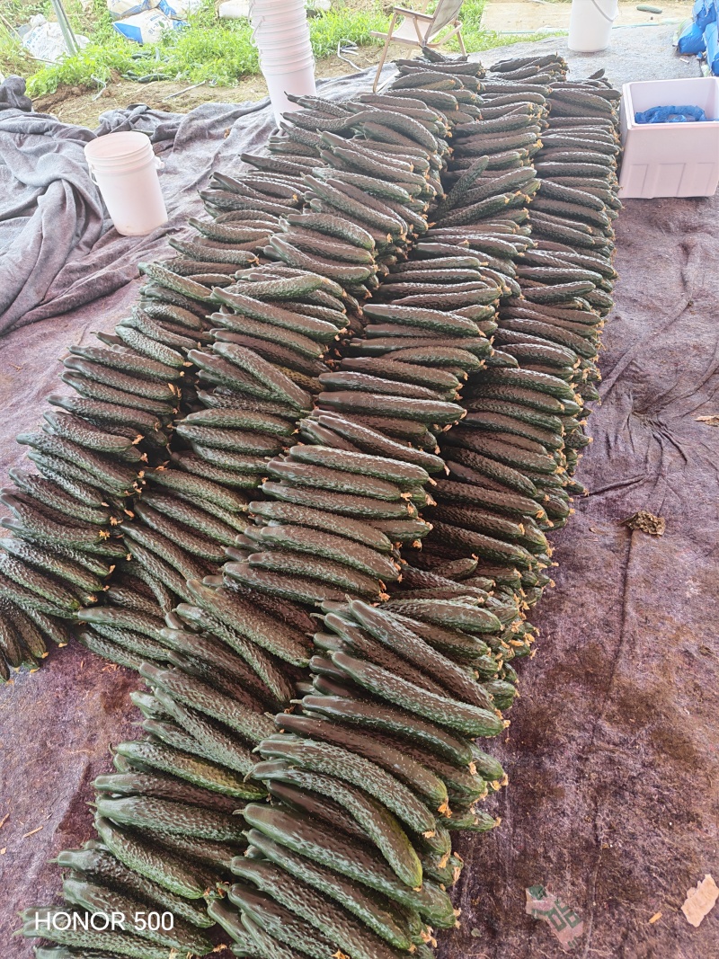 黄瓜