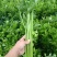 芹菜60公分高中颗打捆
