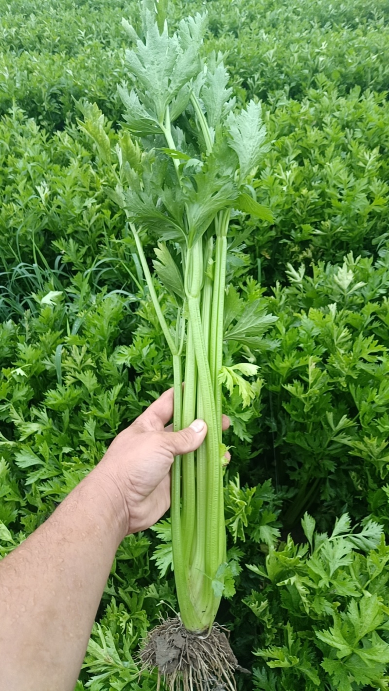 芹菜60公分高中颗打捆