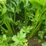 芹菜60公分高中颗打捆