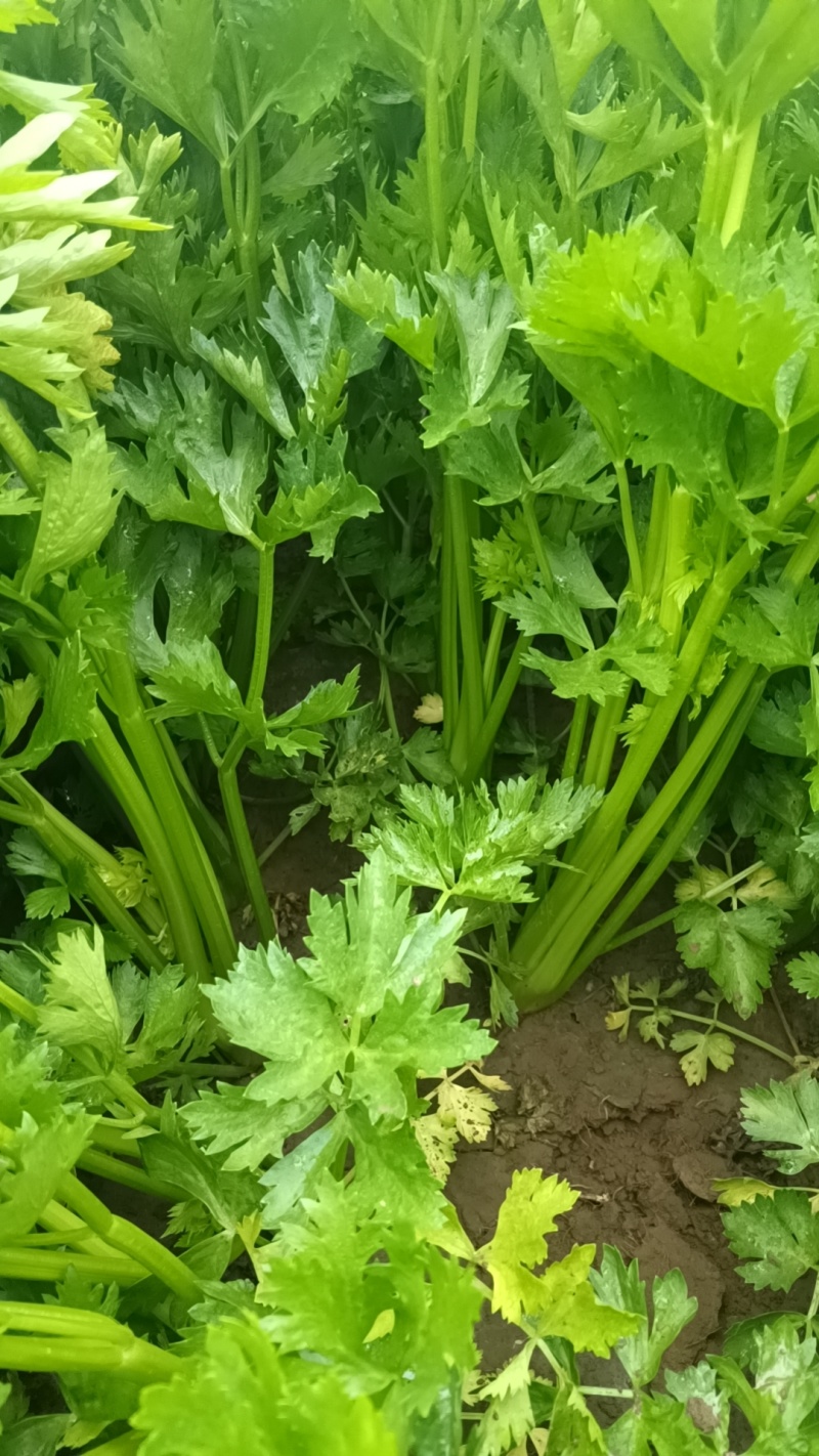 芹菜60公分高中颗打捆