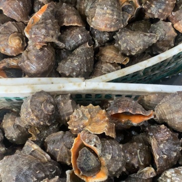 海螺一两半规格