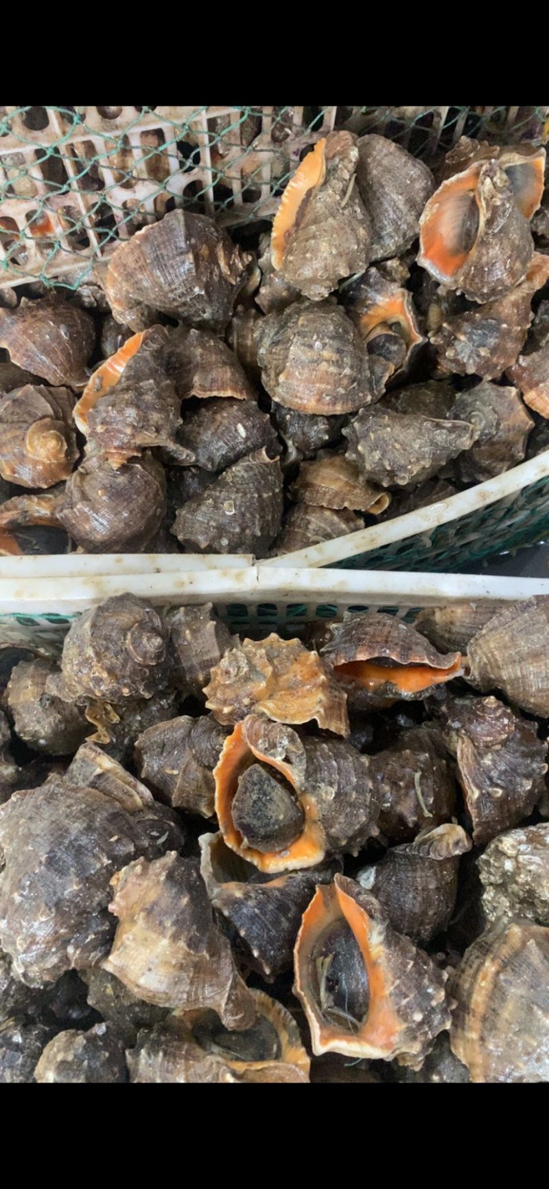 海螺一两半规格