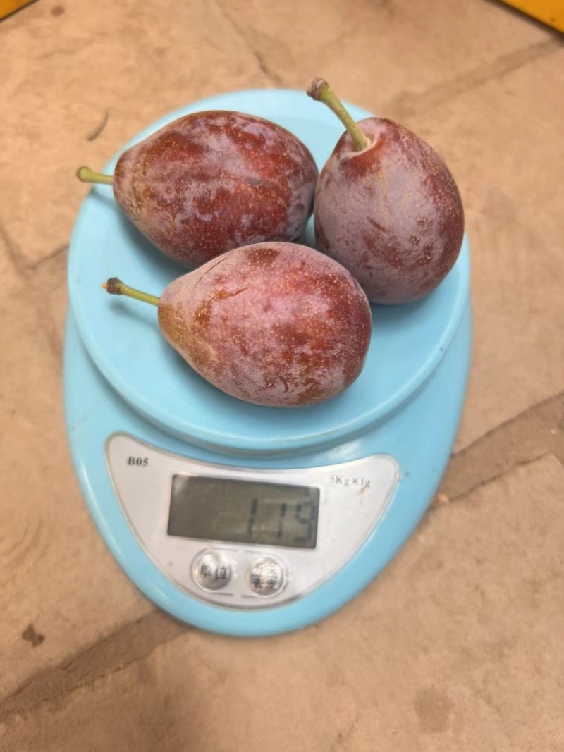 西梅