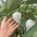 番石榴西瓜红芭乐