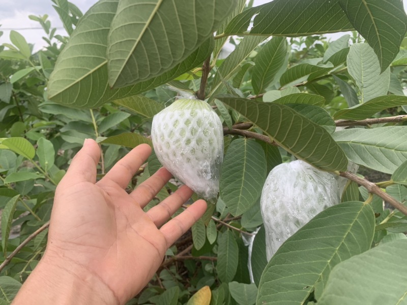 番石榴西瓜红芭乐