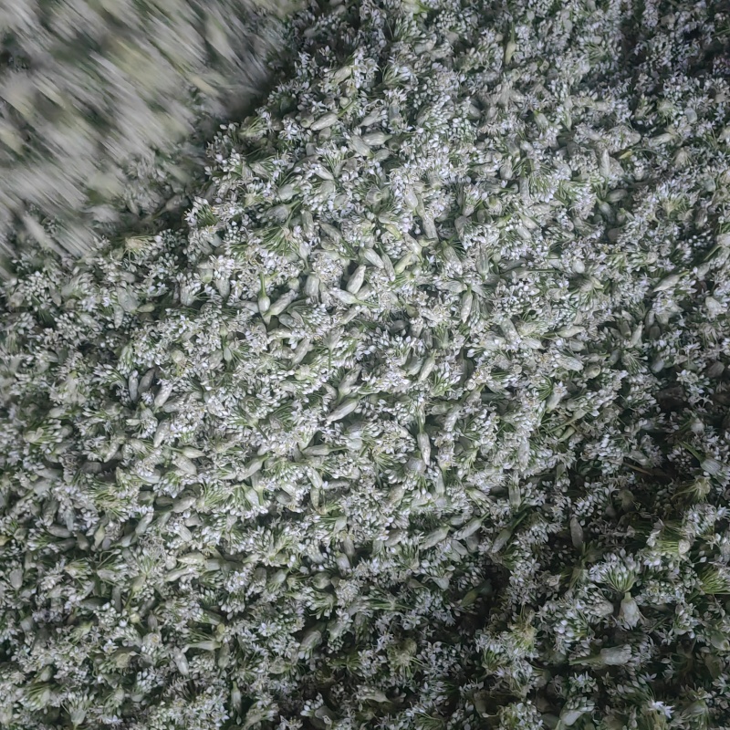 韭花