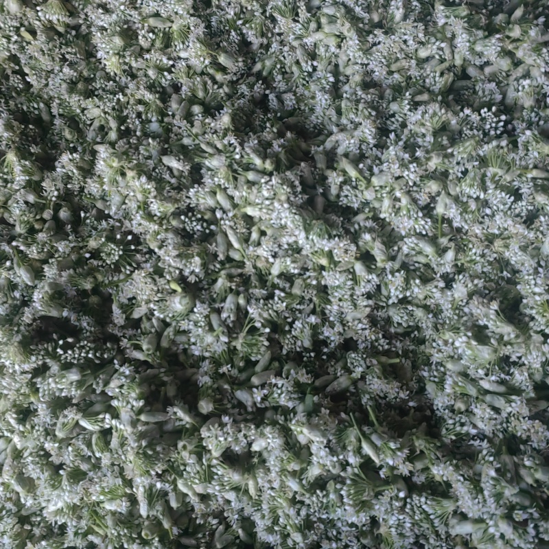 韭花