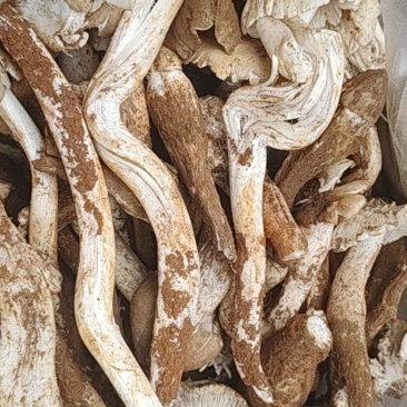 鸡枞菌