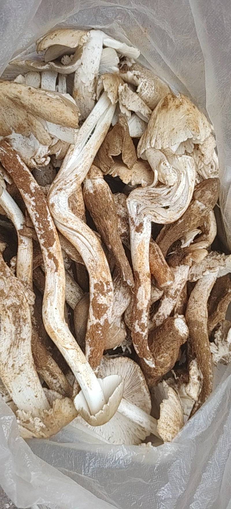 鸡枞菌
