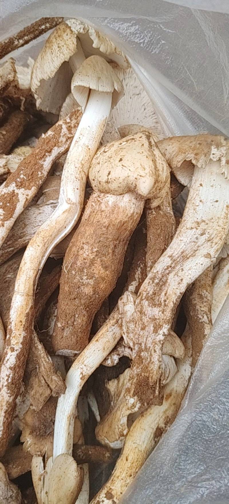 鸡枞菌
