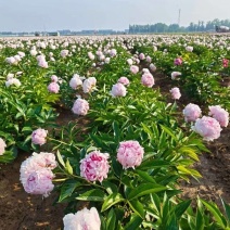 芍药苗