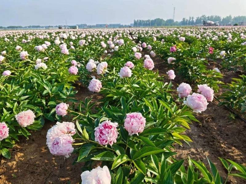 芍药苗