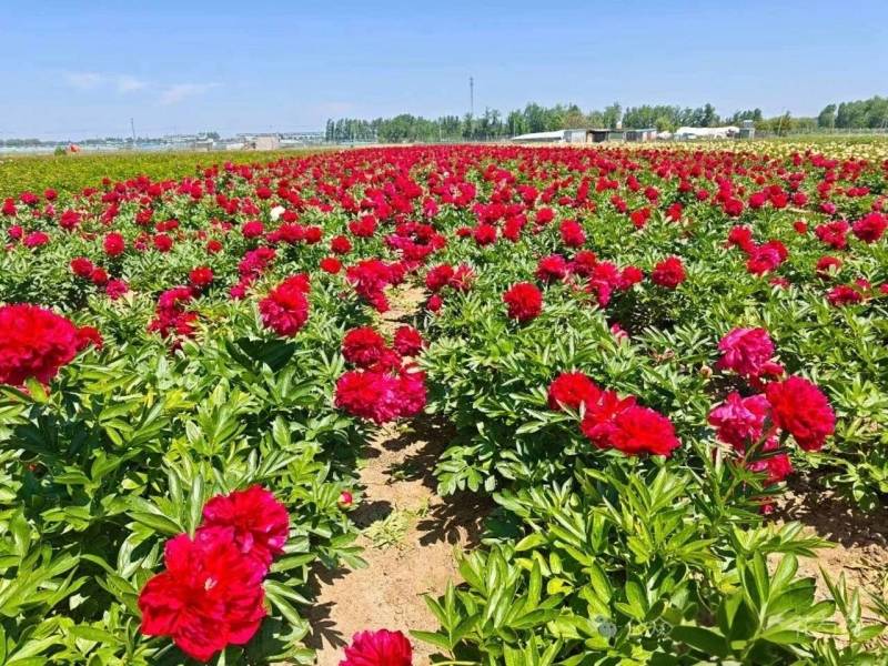 芍药苗