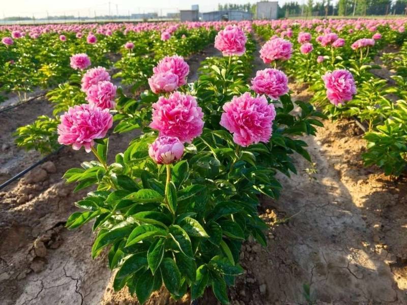 芍药苗