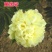 芍药苗